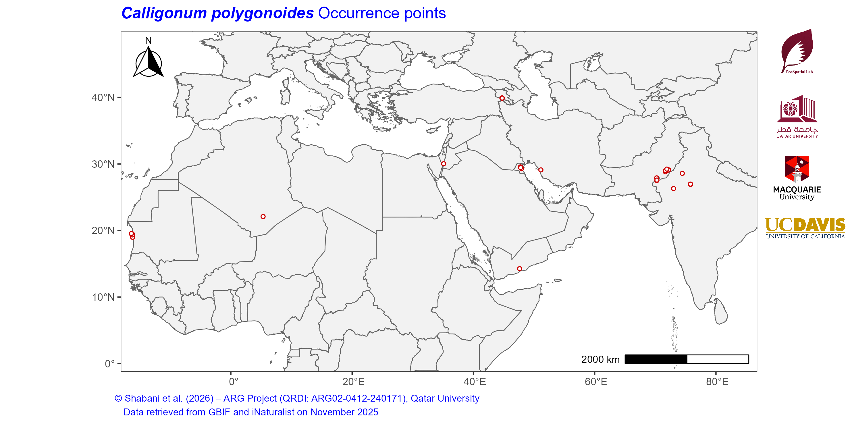 Occurrence Records across the Mediterranean–Middle East–North Africa Dryland Belt — Calligonum polygonoides