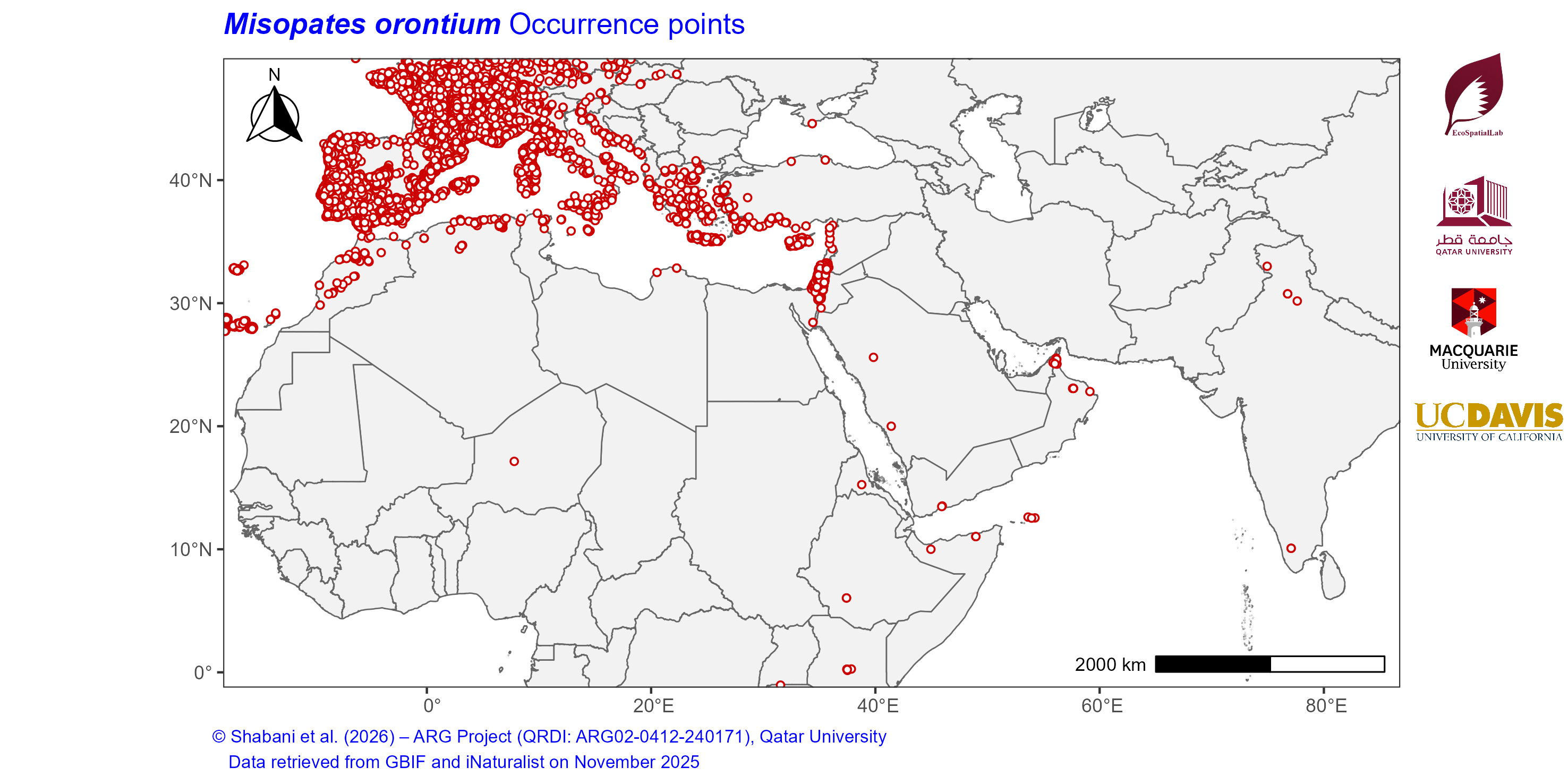 Occurrence Records across the Mediterranean–Middle East–North Africa Dryland Belt — Misopates orontium